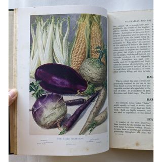 1900年代前期　野菜類のイラストがあるアンティーク本♪ 洋書古書(洋書)