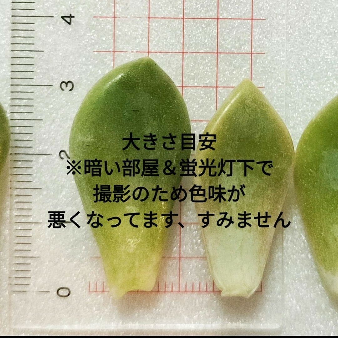 多肉 植物 葉挿し 大きめ3cm程度～ 普及種 韓国苗 初心者さんにおすすめ ハンドメイドのフラワー/ガーデン(その他)の商品写真