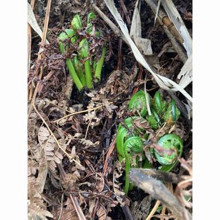 雪下天然こごみ(野菜)