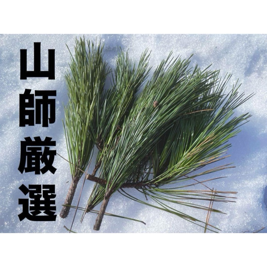 山師厳選！天然山採り松葉になります。新芽(350g)雪国発送 食品/飲料/酒の健康食品(健康茶)の商品写真