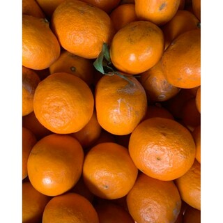 愛媛県産　なつみ　大小混合　箱込み約4キロ　少し訳あり　柑橘　ミカン(フルーツ)