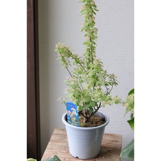 斑入りコデマリ【ピンクアイス】5寸鉢植え(その他)