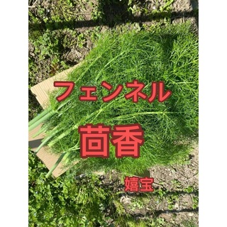 フェンネル300g(野菜)
