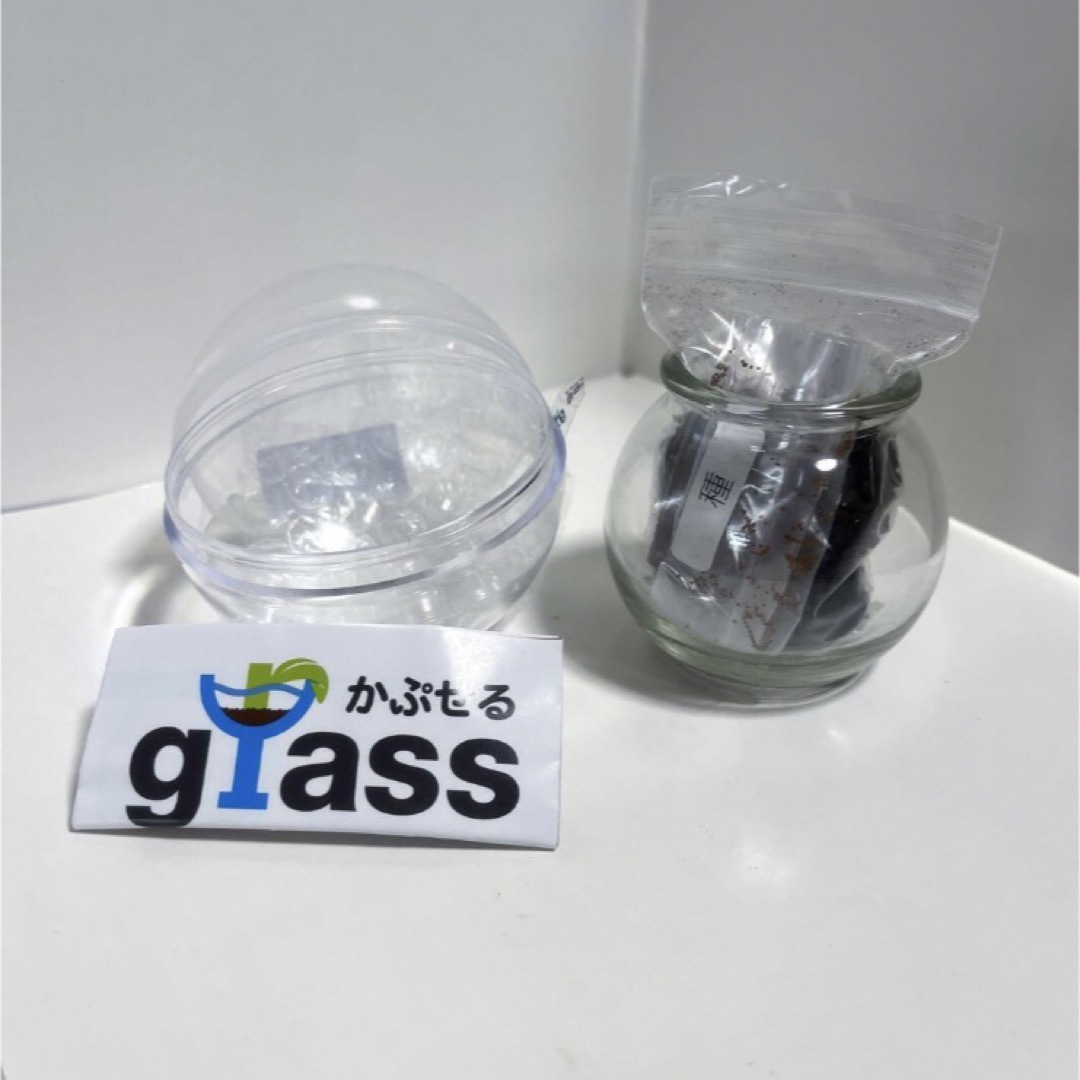 テラリウム　かぷせるglass   植物　置物　カプセルテラリウム　観葉植物 インテリア/住まい/日用品のインテリア小物(置物)の商品写真