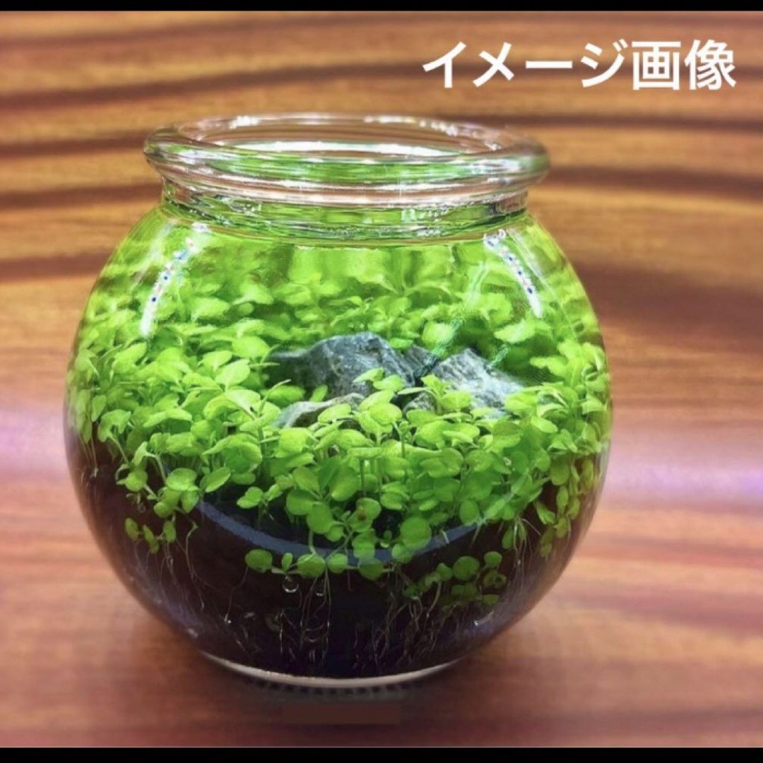 テラリウム　かぷせるglass   植物　置物　カプセルテラリウム　観葉植物 インテリア/住まい/日用品のインテリア小物(置物)の商品写真