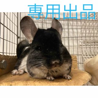 kyu様専用出品 小動物用乾燥おやつセット(小動物)