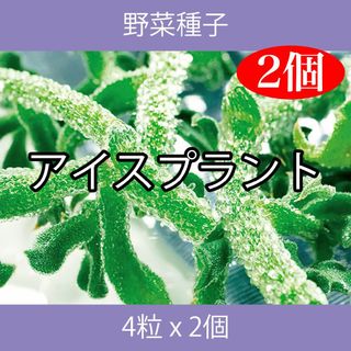 野菜種子 TVA01 アイスプラント 4粒 x 2個(野菜)