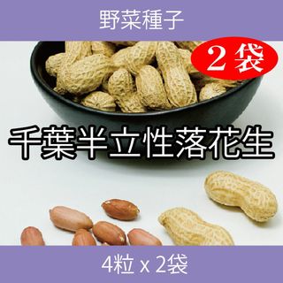 野菜種子 EBB 千葉半立性落花生 4粒 x 2袋(野菜)