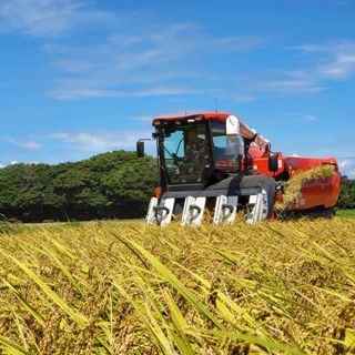 愛知県産コシヒカリ(米/穀物)