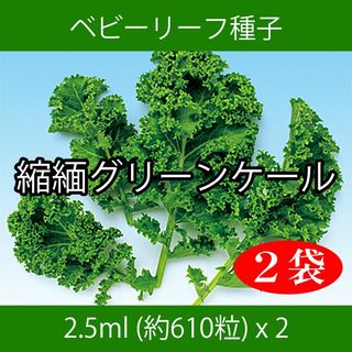 ベビーリーフ種子 B-08 縮緬グリーンケール 2.5ml 約610粒 x 2袋(野菜)