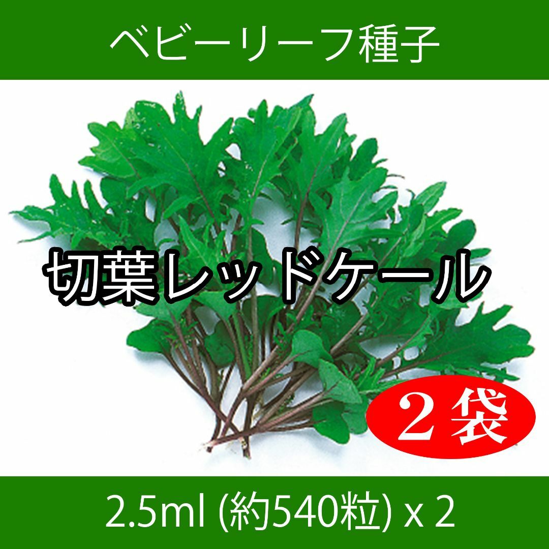 ベビーリーフ種子 B-37 切葉レッドケール 2.5ml 約540粒 x 2袋 食品/飲料/酒の食品(野菜)の商品写真