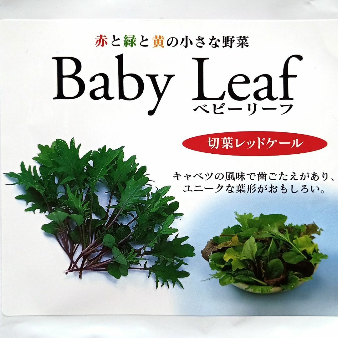 ベビーリーフ種子 B-37 切葉レッドケール 2.5ml 約540粒 x 2袋 食品/飲料/酒の食品(野菜)の商品写真