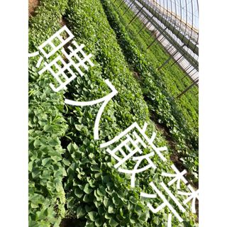 さつまいもの苗   予約開始しました！(野菜)