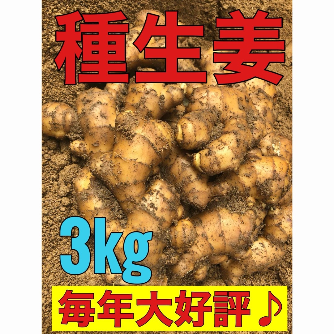 種生姜3kg 食品/飲料/酒の食品(野菜)の商品写真