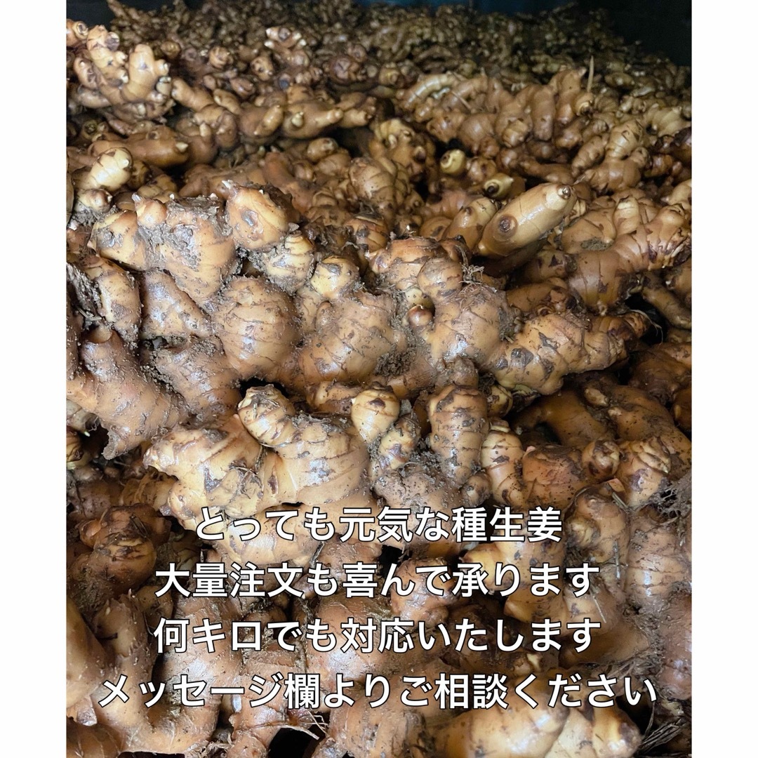 種生姜3kg 食品/飲料/酒の食品(野菜)の商品写真