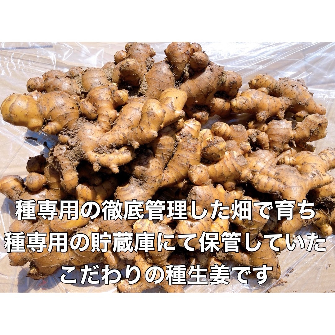 種生姜3kg 食品/飲料/酒の食品(野菜)の商品写真