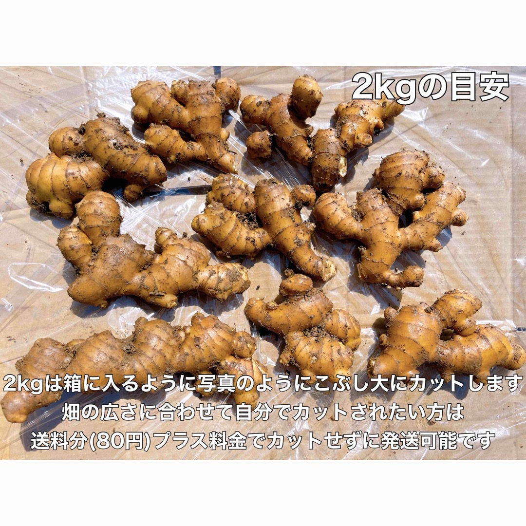 種生姜3kg 食品/飲料/酒の食品(野菜)の商品写真