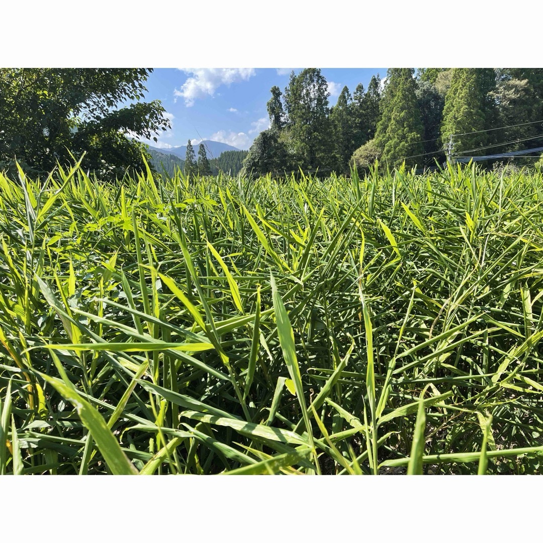 種生姜3kg 食品/飲料/酒の食品(野菜)の商品写真