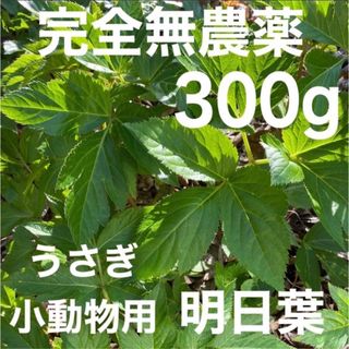 天然 明日葉 300g❣️ ビワの葉5枚プレゼント❣️うさぎや小動物のおやつに💕(野菜)