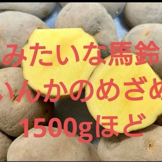 北海道十勝より　栗です「いんかのめざめ」1500g(野菜)