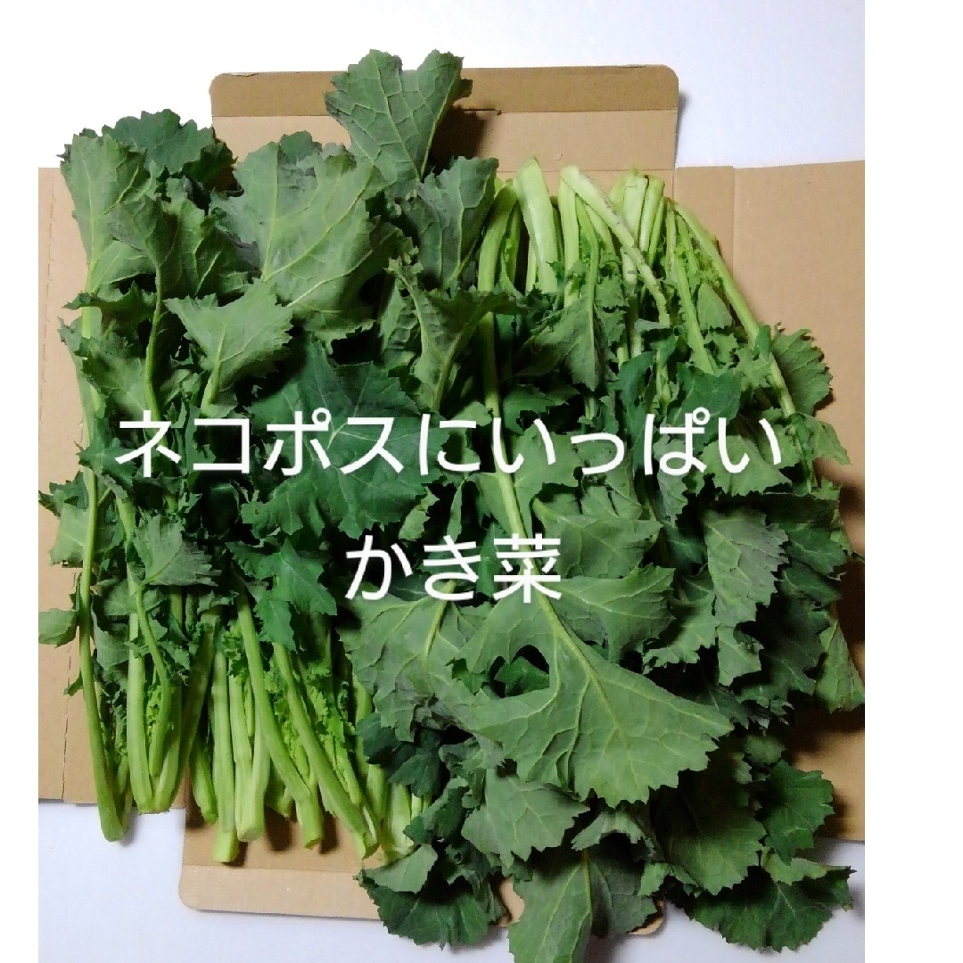 かき菜箱いっぱい     21 食品/飲料/酒の食品(野菜)の商品写真