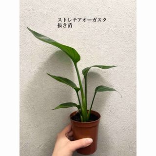 ストレチアオーガスタ　観葉植物　抜き苗(ドライフラワー)