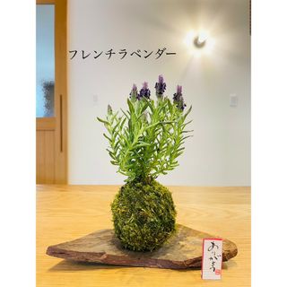 フレンチラベンダーの苔玉(その他)