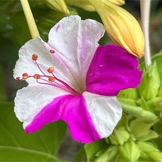 オシロイバナの種(白×ピンク)  20粒　　　　　花の種(その他)