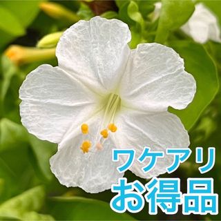 【ワケアリ】オシロイバナの種(白)  30粒　　　　　花の種(その他)