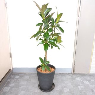 流通量少ない！②フィカス【メラニー】 観葉植物！高さ102◎！高級セラアート8号(プランター)