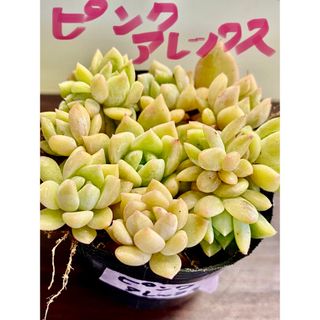 多肉植物　エケベリア　ピンクアレックス　葉挿しすべて(その他)