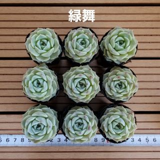 多肉植物『緑舞』９苗セット(その他)