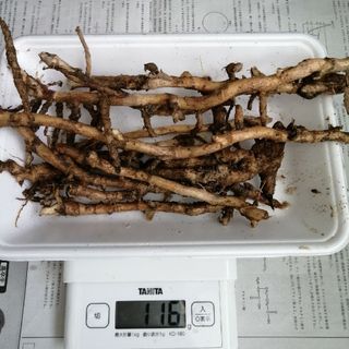 茗荷　苗　地下茎　100g(その他)