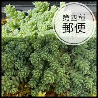 多肉植物　セダム　マジョール　カット苗　20カット(その他)