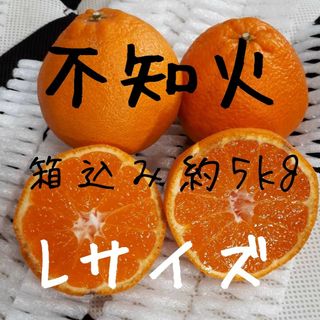 不知火 Lサイズ 箱込み約5kg 家庭用(フルーツ)