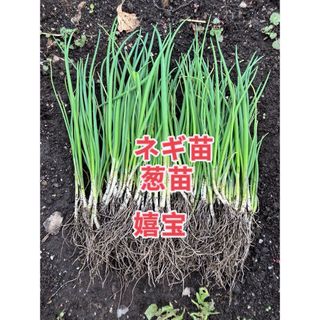 ネギ苗30本(野菜)