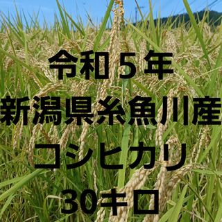 令和５年☆新潟県糸魚川産コシヒカリ玄米30キロ(米/穀物)