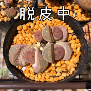 オリーブ玉  リトープス メセン 多肉植物(その他)