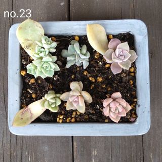 no.23多肉植物抜き苗6種セット(その他)