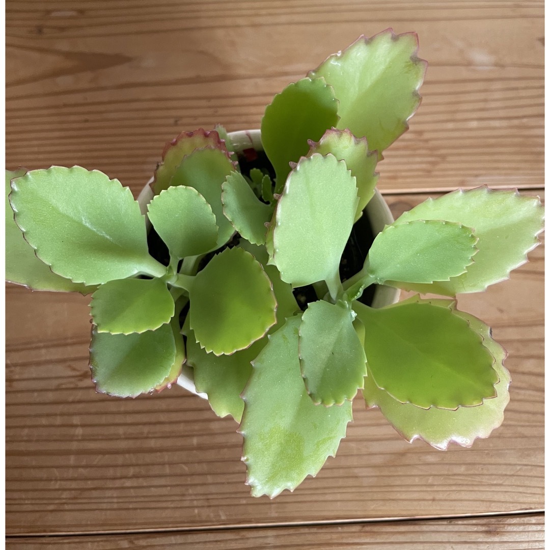 多肉植物🌱子宝草　抜き苗 ハンドメイドのフラワー/ガーデン(その他)の商品写真