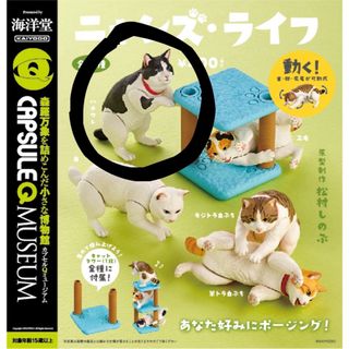 ニャンズライフ　ハチワレ　ガチャ　カプセルトイ　ミニチュア　猫　ネコ　フィギュア(その他)