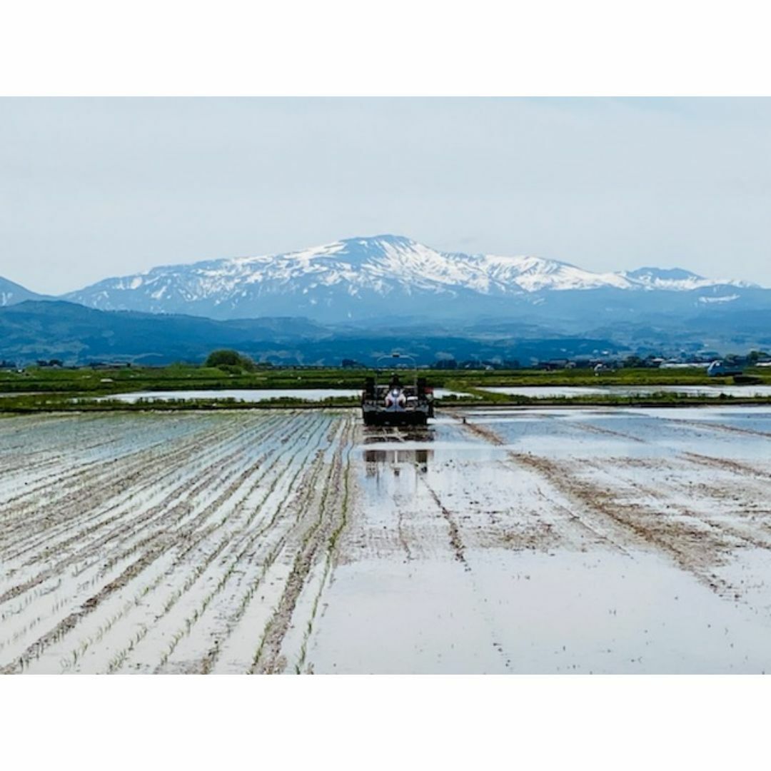 つや姫の生まれた山形県鶴岡市産！山形県産特別栽培米つや姫（白米）５ｋｇ 食品/飲料/酒の食品(米/穀物)の商品写真