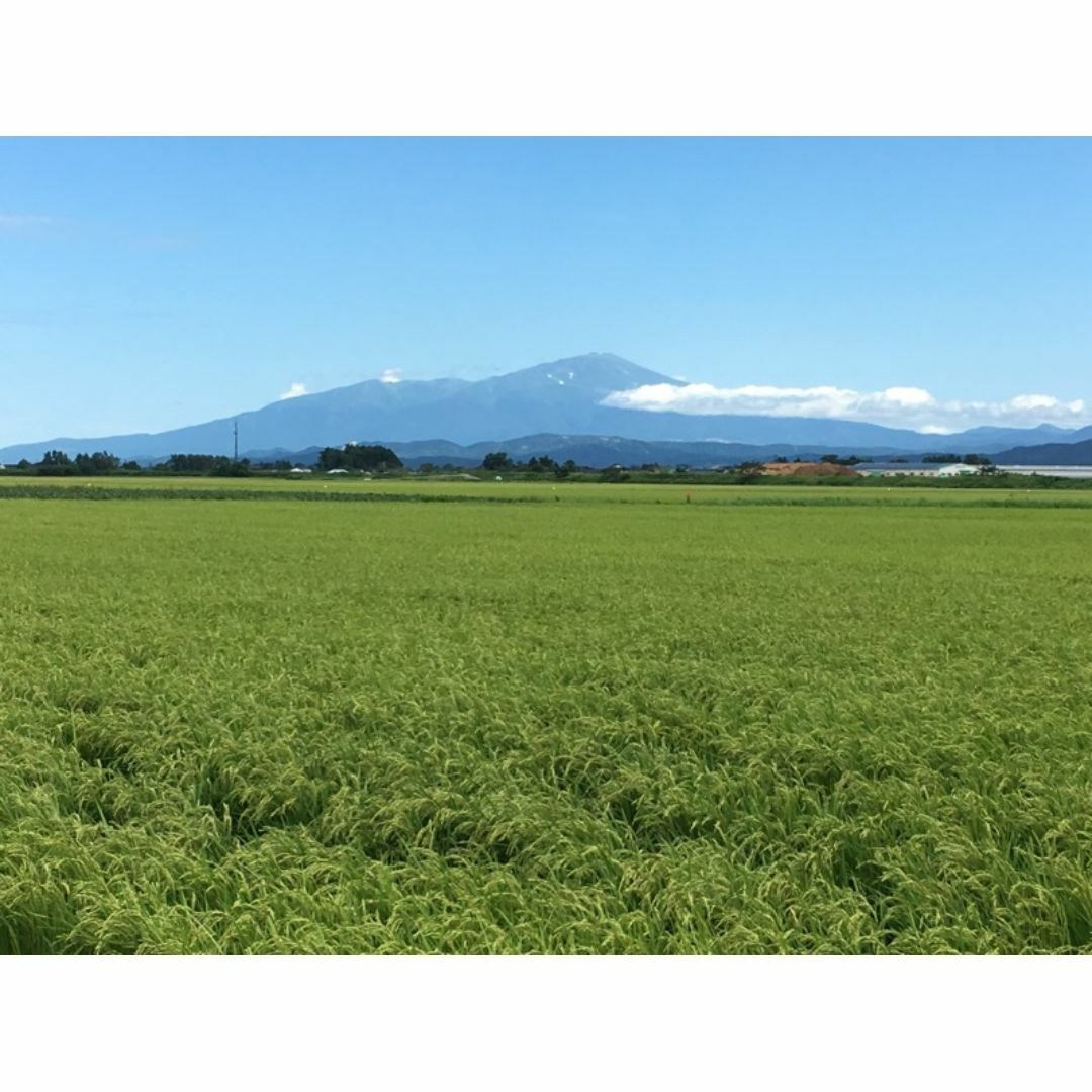 つや姫の生まれた山形県鶴岡市産！山形県産特別栽培米つや姫（白米）５ｋｇ 食品/飲料/酒の食品(米/穀物)の商品写真