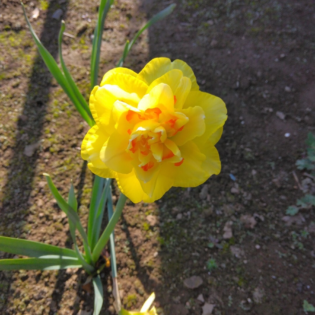 農薬不使用　八重咲き水仙球根　1球 ハンドメイドのフラワー/ガーデン(プランター)の商品写真