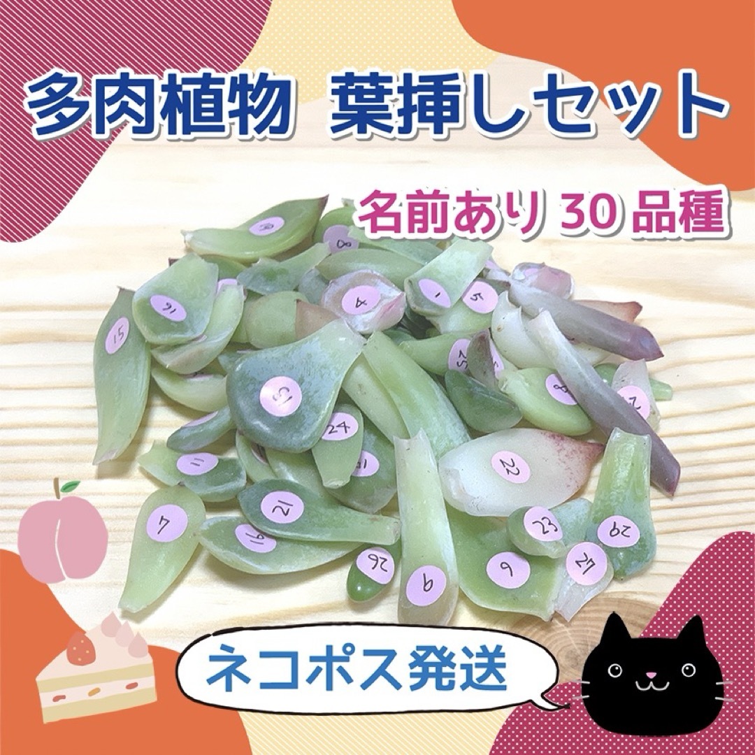 多肉植物 韓国苗　葉挿しセット 30品種〔11〕 ハンドメイドのフラワー/ガーデン(その他)の商品写真