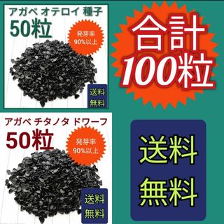 【即購入可】アガベ　チタノタドワーフの種子　50粒　オテロイの種子　50粒　セッ(その他)