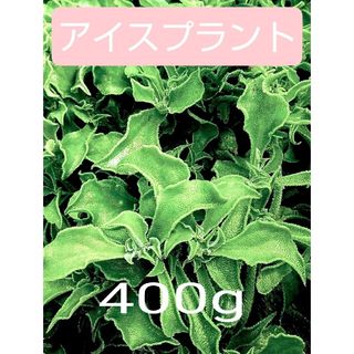 アイスプラント 400g  無化成肥料栽培  常温発送  送料込み(野菜)