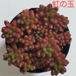 多肉植物　虹の玉　カット苗　ポットごと(その他)