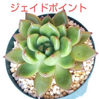 多肉植物　ジェイドポイント　抜き苗(その他)