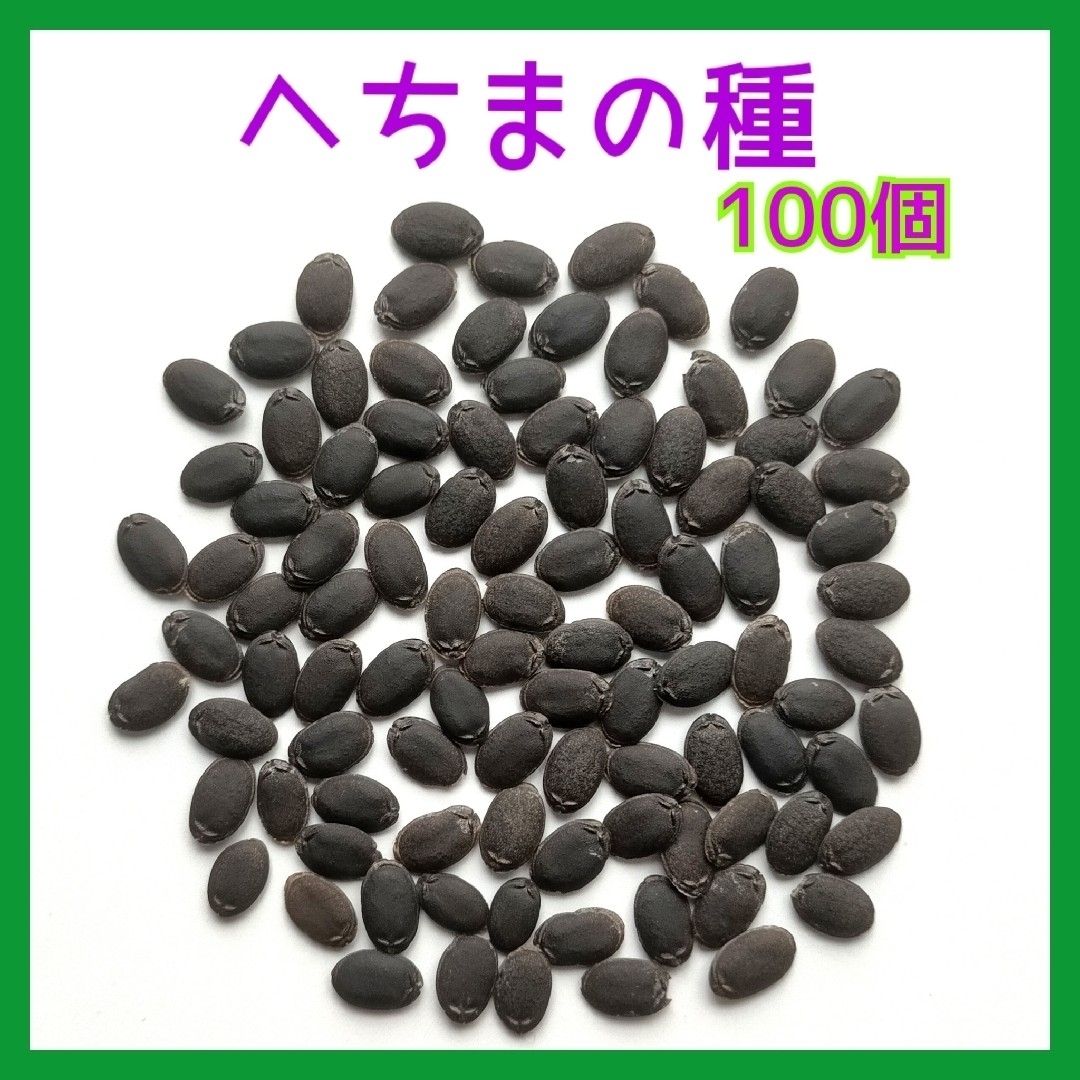 へちまの種 100個【匿名配送】【ゆうパケット発送】 ハンドメイドのフラワー/ガーデン(その他)の商品写真